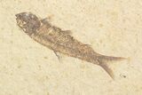 Multiple () Small Knightia Fossil Fish - Wyoming #77145-1